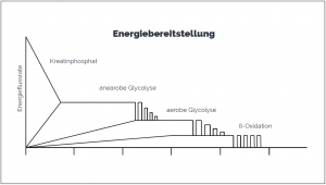 Die Energiebereitstellung im Körper