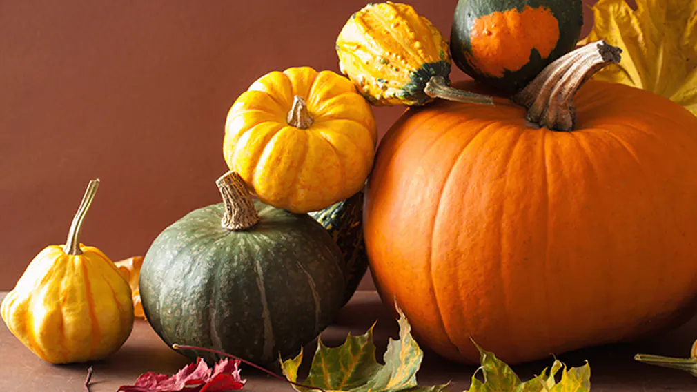 Verschiedene Kürbisse zwischen Herbstblättern