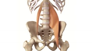Der Iliopsoas ist ein Muskel, der Wirbelsäule und Beine miteinander verbindet und dir Halt und Stabilität bietet.