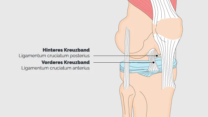 Grafik: Anatomie des Knies & Kreuzband