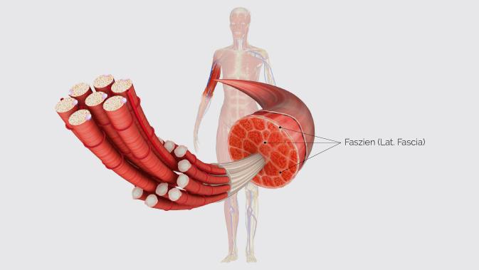 Fasziensystem im Muskelquerschnitt