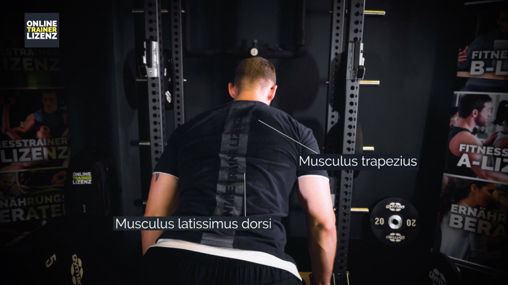 Der Musculus trapezius und der Musculus latissimus dorsi werden beim Langhantelrudern hauptsächlich beansprucht.