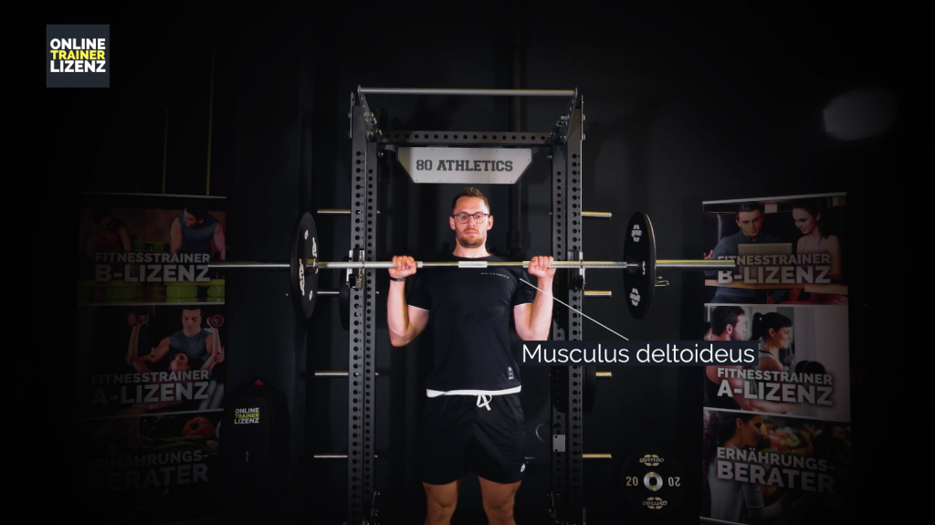 Der Musculus deltoideus wird beim Schulterdrücken am stärksten beansprucht.