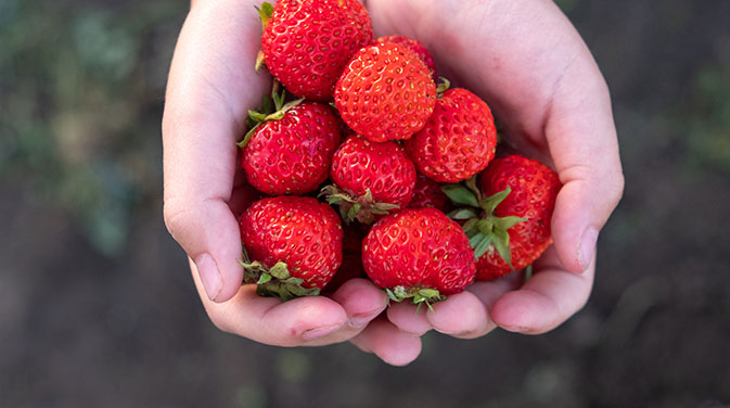 Die Erdbeere hat Hochsaison und wir können gar nicht genug von ihr bekommen. Erdbeeren enthalten jede Menge Vitamin C und andere wichtige Nährstoffe.