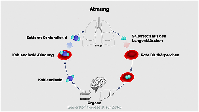 Der Prozess der Atmung bildlich dargestellt