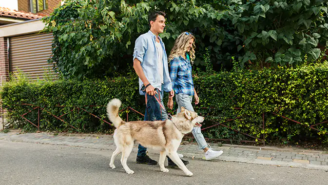 Ein junges Paar spaziert mit einem Hund an der Leine.