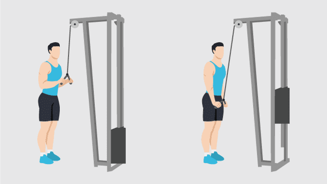 Grafik: Trizeps Kabelzug Übung