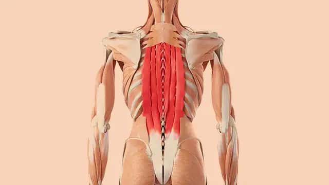 Hip Thrusts für Musculus Erector Spinae
