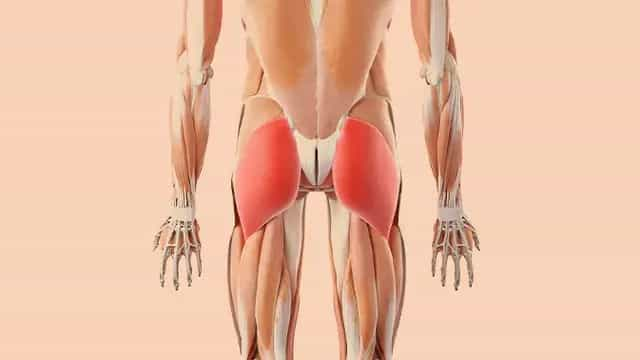 Hip Thrusts für Musculus Gluteus Maximus