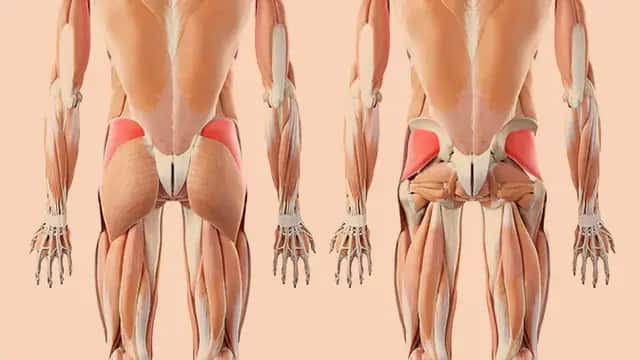 Hip Thrusts für Musculus Gluteus Medius und Minimus