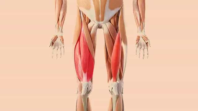Hip Thrusts für Musculus Quadriceps Femoris