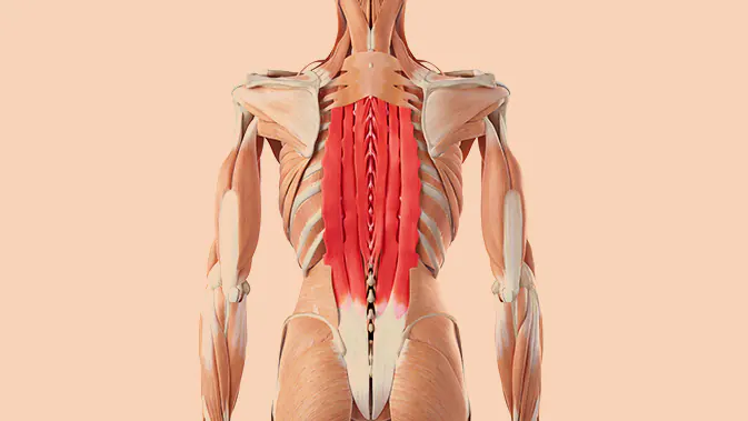 Der Erector Spinae unterstützt als Hilfsmuskel bei den Hip Thrusts Anatomische Darstellung des Musculus Erector Spinae