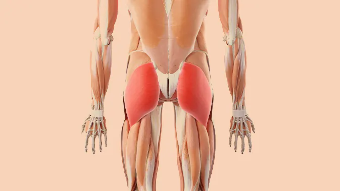 Hip Thrusts sind eine hervorragende Übung für den Gluteus Maximus Anatomische Grafik des Gluteus Maximus