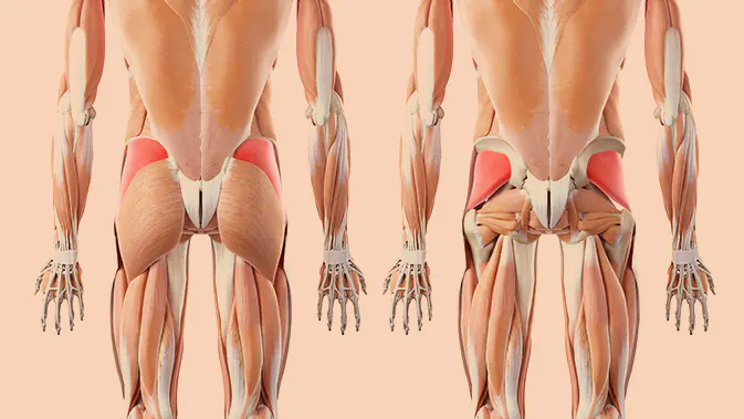 Anatomische Darstellung des Musculus Gluteus Medius und Minimus