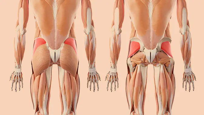 Auch die kleinen Gesäßmuskeln unterstützen bei Hip Thrusts Anatomische Darstellung des Musculus Gluteus Medius und Minimus