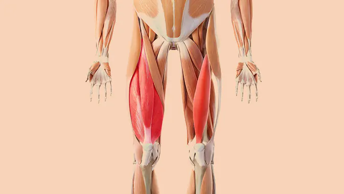 Auch die hinteren Oberschenkelmuskeln werden bei Hip Thrusts beansprucht. Anatomische Darstellung des Musculus Quadriceps Femoris