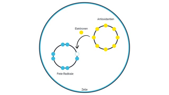 Antioxidantien in der Zelle