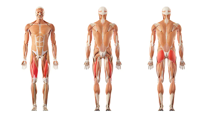 Anhand eines Anatomiemodells sind verschiedene Muskelgruppen markiert.
