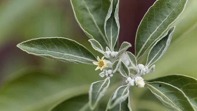 Die Heilpflanze Ashwagandha, auch Schlafbeere genannt. 