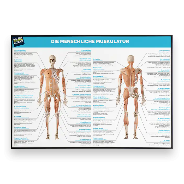 Anatomie-Poster der menschlichen Muskulatur