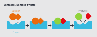 Enzyme sind wichtige Moleküle für die Stoffwechselprozesse im Körper
